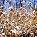 목화 이미지