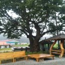 느티나무집 이미지