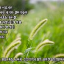 PICTURE&amp;TEXT_20200802_마태복음 21장 16b절_강아지풀_꽃말_ &#39;동심, 노여움&#39;_양림간 밀양강변에서 이미지