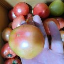 장마 쏟아지기전에 신비복숭아 수확해요 // 맛있는 도태랑 토마토 세일합니다 // 당근 5키로 12,000원 이미지