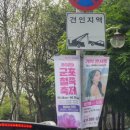 철쭉동산 앞 횡단보도(도장중학교 건너편) | [경기/군포] 군포 철쭉축제