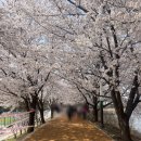 국제그린파크아파트 경로당 | 수원 숨은 벚꽃명소🌸 원천천 둘레길~광교호수공원 벚꽃터널 (벚꽃명소 지도 공유!)