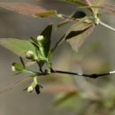 댕강 댕강 이미지