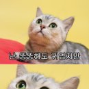 전통돼지국밥 네이버블로그