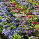 장미 가고 수국이 왔어요 임실치즈테마파크 실시간 방문 후기