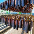 영덕청어과메기영어조합 이미지