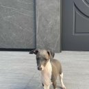 남부켄넬 이미지