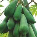 콜럼버스파파야 이미지