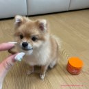 모노퍼피 | 강아지 멀티 비타민 | 츄형태 강아지 영양제] 소형견도 급여하기 좋은 제스티퍼스 강아지 종합 영양제 후기