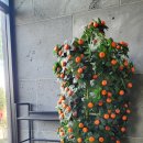 만배성 | 제주 아라동 상견례 하기 좋은 한식당 만배성 한정식 코스 후기