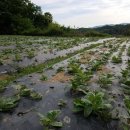 효정농장 이미지