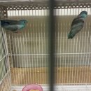 레인보우 앵무 이미지