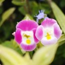 6월 27일의 꽃은 '토레니아 (Wishbone plant)' 이미지
