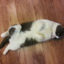 러브 스핑크스 이미지