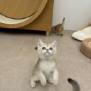 나의 집사 | 사랑스러운 파주고양이들과의 특별한 만남, 나의집사 방문 후기