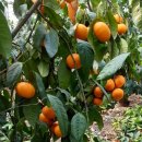 카라향🍊판매 합니다. 이미지
