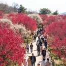 순천-22호 이미지