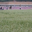 하동북천코스모스메밀꽃 영농조합법인 이미지