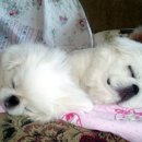 십일남매 이미지