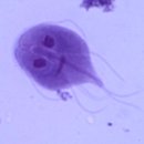 월드펫동물병원 이미지