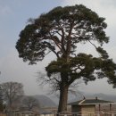 백두농장2 이미지