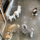 밀독(MILLDOG) 이미지