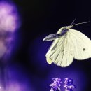 꽃과사랑 - 금산군 비호로 70 | 꽃과사랑