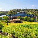 신효동 하귤나무 이미지