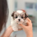 더 샵 동물메디컬센터 이미지