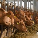 경인목장 이미지