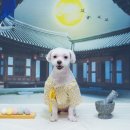 강아지풍경 이미지