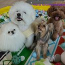 호텔소풍 | [김포 호텔/가격/후기] 카페소풍 애견유치원&amp;애견호텔&amp;애견돌봄 김포 애견호텔, 시설이 깔끔해요