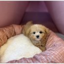 도그마루 고양이 강아지 무료분양 이미지