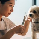 김쌤애견 이미지