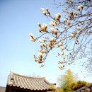 매화민박 이미지