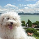 귀족동물병원 이미지