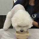 수정찜질방 | 🐶✨ 부산 애견동반 찜질방 ‘휴일도’ 오픈 방문 후기 | 내돈내산 / 아쉬움 총정리