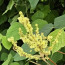 금일중학교생일분교장 이미지