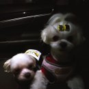 부르주화 펫 이미지