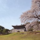 상당산성 | 충북 벚꽃 명소 청주 상당산성 벚꽃 만개 실시간 후기