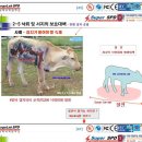 세동목장 네이버블로그