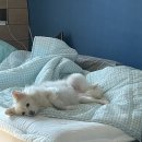 폴짝그루밍 이미지