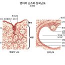 영아의 난소와 성숙난포 이미지