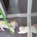 별이와개똥이 이미지