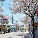 벚꽃약국 이미지