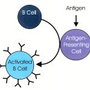 THE IMMUNE SYSTEM 이미지