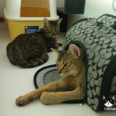 호텔 스미스 이미지