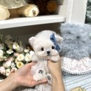 메종드퍼피 이미지