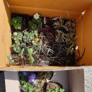 하늘바람꽃농원 이미지