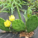 고유종농장 이미지